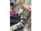 Adopt Oliver a Domestic Shorthair / Mixed cat in Nanaimo, BC (38256111)