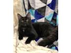 Adopt Midnight - kitten a Black (Mostly) Domestic Mediumhair (medium coat) cat