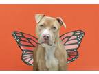 Adopt Nike a Pit Bull Terrier, Mixed Breed