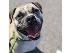 Adopt Enzo a Tan/Yellow/Fawn Mixed Breed (Medium) / Mixed dog in Philadelphia