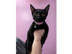 Adopt Penny a All Black Domestic Shorthair / Mixed (short coat) cat in Brea