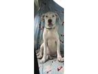 Adopt Marcy a White American Pit Bull Terrier / Retriever (Unknown Type) / Mixed