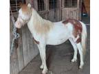 Adopt Elijah a Pony, Shetland Pony