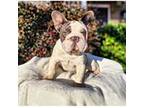 French Bulldog Puppy for sale in Myrtle Beach, SC, USA