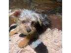 Mutt Puppy for sale in Ringling, OK, USA