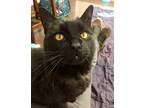 Adopt Nowta a All Black Domestic Shorthair / Domestic Shorthair / Mixed cat in