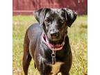 Adopt Eliana a Black Terrier (Unknown Type, Small) / Mixed dog in Santa Fe