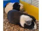 Adopt Timon & Pumba a Multi Guinea Pig (short coat) small animal in Burlingame