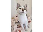 Adopt Nene a Calico or Dilute Calico Domestic Shorthair cat in Honolulu