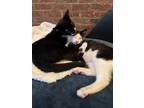 Adopt Gene & Tina a Black (Mostly) Domestic Shorthair / Mixed (short coat) cat