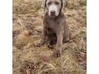 Labrador Retriever Puppy for sale in Askov, MN, USA
