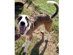 Adopt Duncan a Shepherd (Unknown Type) / Hound (Unknown Type) / Mixed dog in
