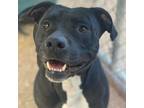 Adopt Pebbles a Black Mixed Breed (Medium) / Mixed dog in Charleston