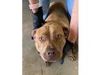 Adopt Flap Jack 54577 a Brindle - with White American Pit Bull Terrier / Mixed