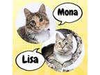 Adopt Mona & Lisa Sax a Calico or Dilute Calico Domestic Longhair / Mixed cat in