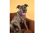 Adopt Theo3 a Brindle Plott Hound / Mixed dog in Dallas, TX (38207450)