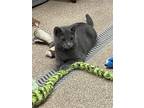 Adopt Gravy a Gray or Blue Domestic Shorthair / Mixed (short coat) cat in