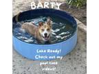 Adopt Barty a Mixed Breed