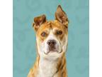 Adopt Barty a Mixed Breed