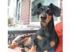 Adopt DRUT CHIEF Utah a Black - with Tan, Yellow or Fawn Dachshund / Mixed dog