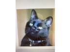 Adopt Bixby & Cortana a All Black Domestic Shorthair / Mixed (short coat) cat in