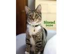 Adopt Sinead a Gray, Blue or Silver Tabby Domestic Shorthair / Mixed (short