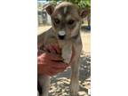 Adopt Eva a Tan/Yellow/Fawn - with Black Labrador Retriever / Mixed dog in