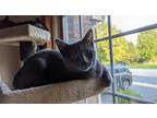 Adopt Petunia a Gray or Blue Domestic Shorthair / Mixed (short coat) cat in