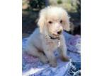 Adopt Ripley a White Poodle (Miniature) / Mixed dog in Ramona, CA (38075767)