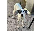 Adopt Mendy a Dalmatian / Pointer / Mixed dog in Cave Creek, AZ (38072201)