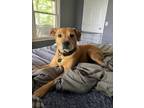 Adopt Winnie D a Tan/Yellow/Fawn Labrador Retriever / Mixed dog in Roswell