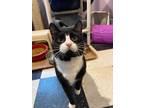 Adopt Pico a Tuxedo