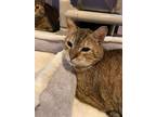 Adopt Pluto a Abyssinian