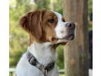 Adopt CO/Cashew a Brittany Spaniel