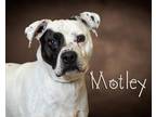 Adopt Motley a White - with Black Pit Bull Terrier / Mixed dog in Somerset