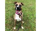 Adopt Versi a Boxer / Hound (Unknown Type) / Mixed dog in Rocky Mount