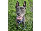 Adopt Jax a Mixed Breed (Medium) / Mixed dog in Spokane Valley, WA (38048478)