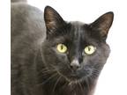 Adopt D'mitri a Black (Mostly) Domestic Shorthair / Mixed (short coat) cat in