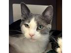 Adopt Vodka a Gray or Blue Domestic Shorthair / Mixed cat in Cody, WY (38240902)