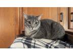 Adopt Lily a Gray, Blue or Silver Tabby Domestic Shorthair / Mixed (short coat)