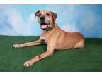 Adopt Troy a Great Dane