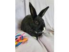 Adopt Belle a Black Dutch / Mixed (short coat) rabbit in Fairfield