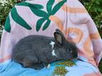 Adopt Peanut Butter a Grey/Silver Dutch / Mixed (short coat) rabbit in