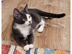Adopt January's April KITTEN a Gray or Blue (Mostly) Domestic Shorthair / Mixed