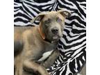 Adopt DORIC DRUID a Pit Bull Terrier / Mixed dog in Redmond, WA (38257425)