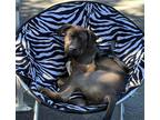 Adopt SIMON AUMAR a Pit Bull Terrier / Mixed dog in Redmond, WA (38257426)