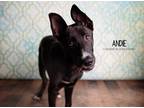 Adopt Andie a Black - with White Labrador Retriever dog in Littleton