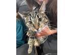 Adopt Sydney a Gray, Blue or Silver Tabby Domestic Shorthair cat in Steinbach
