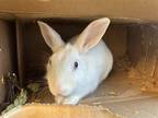Adopt Binky a White Other/Unknown / Mixed (short coat) rabbit in Burlingame