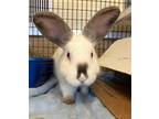 Adopt Strawberry a White Californian / Mixed (short coat) rabbit in Burlingame